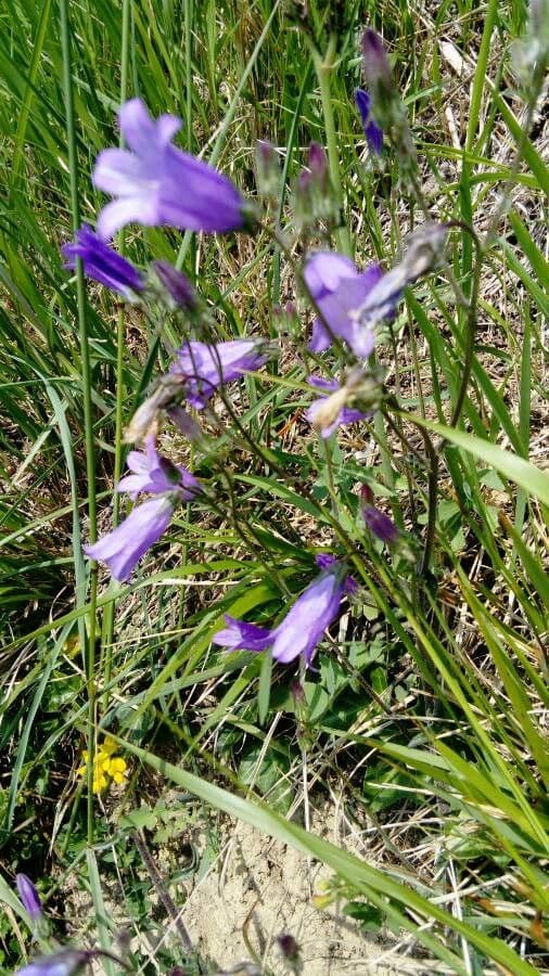 Campanula siberiana 9