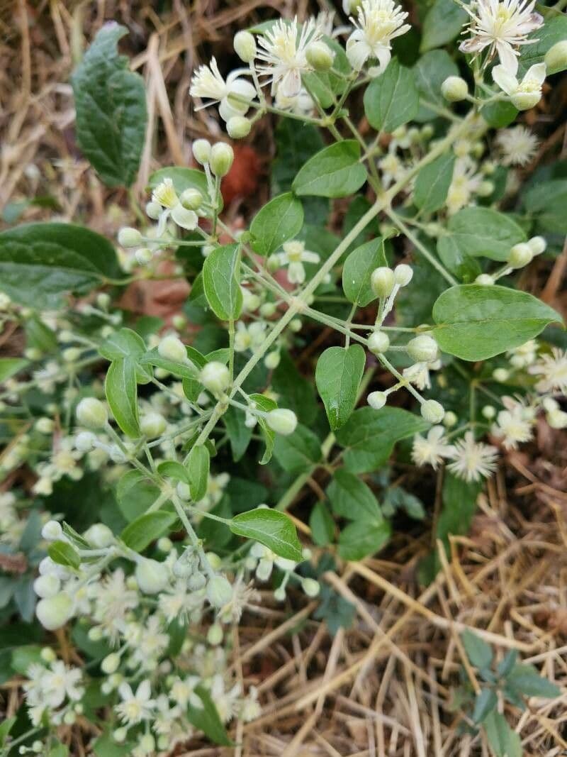 Clematis recta 20