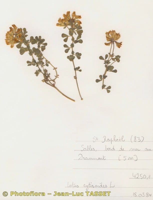 Lotus cytisoides 24
