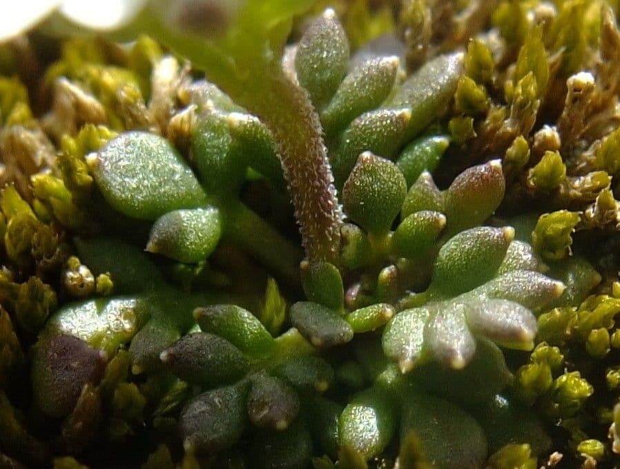 Iberidella alpina 18