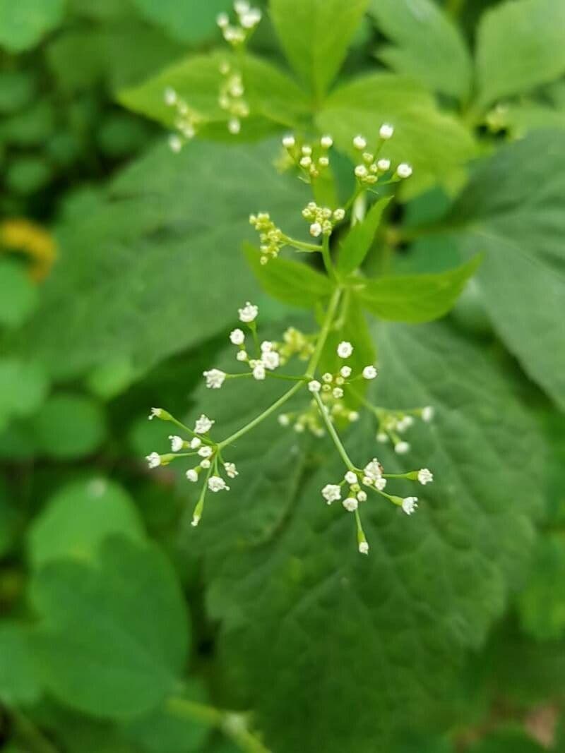 Criptotaenia canadensis 6