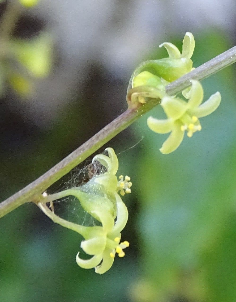 Tamaro 9