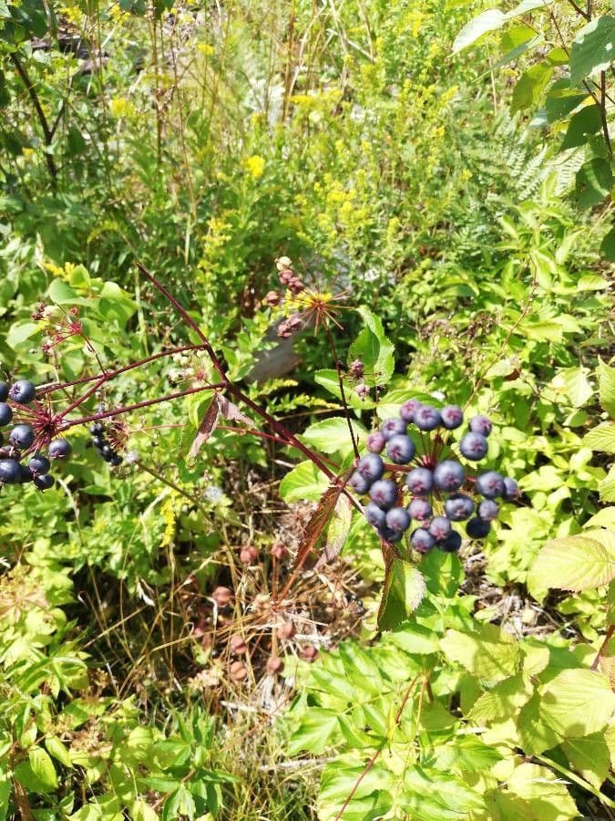 Aralia 5