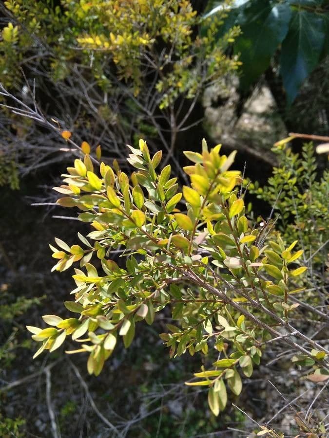 Melaleuca 2