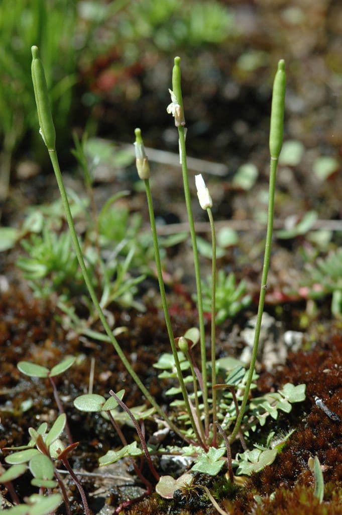 Leavenworthia uniflora 2
