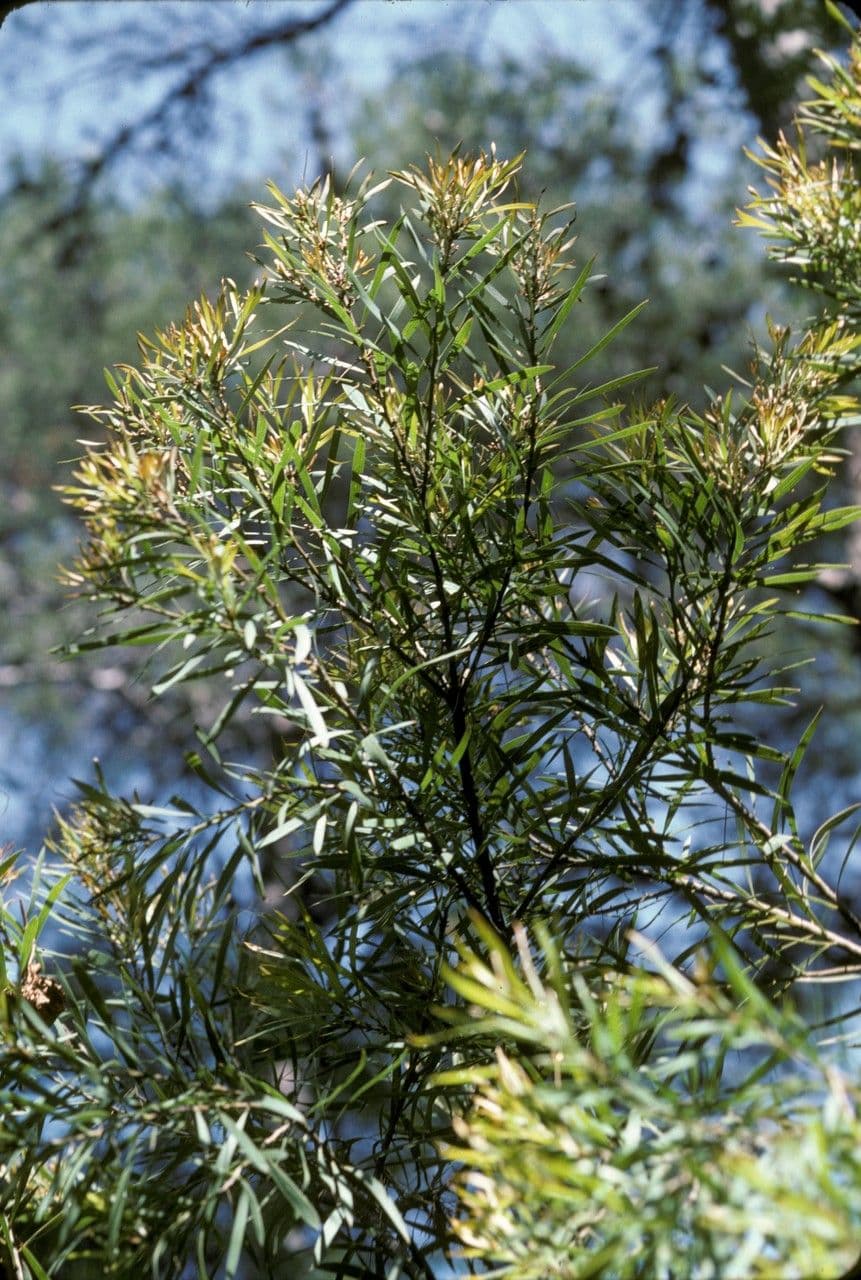 Hakea dactiloida 9