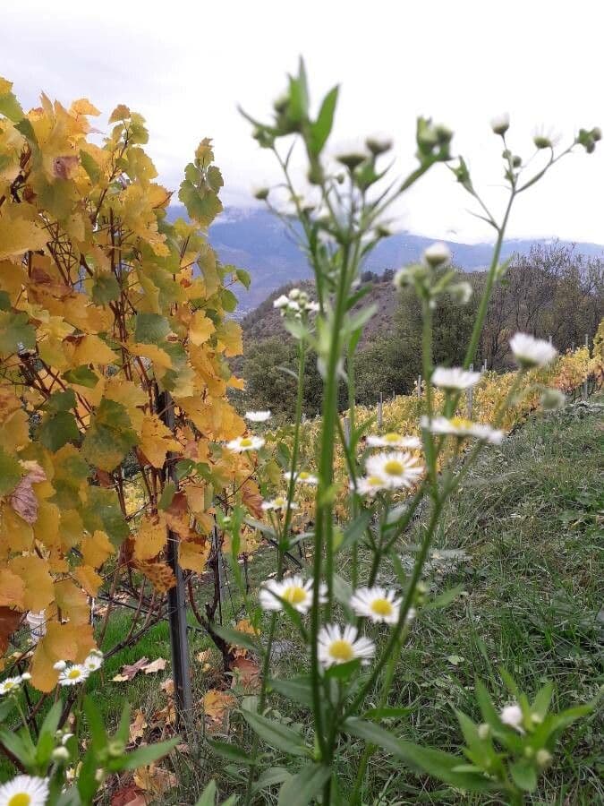 Fleabane piękny 9