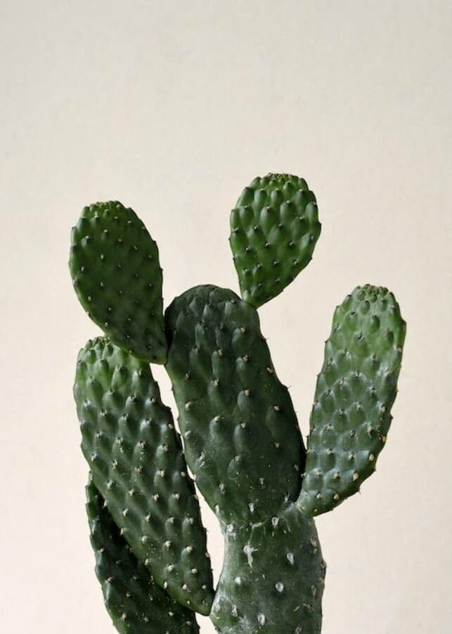 Opuntie 5