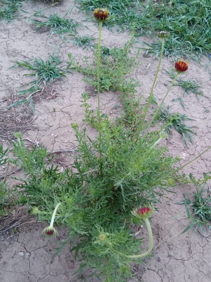 Gaillardia pennatifida 17