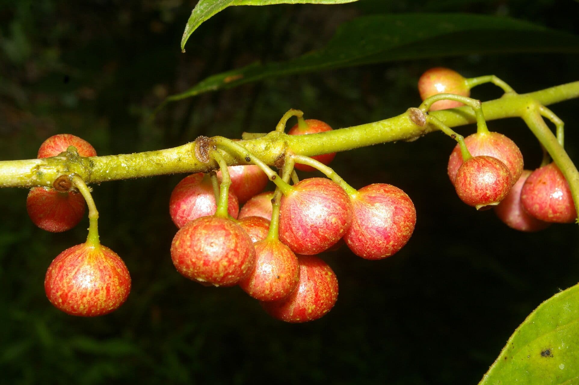 Siparuna thecaphora 3