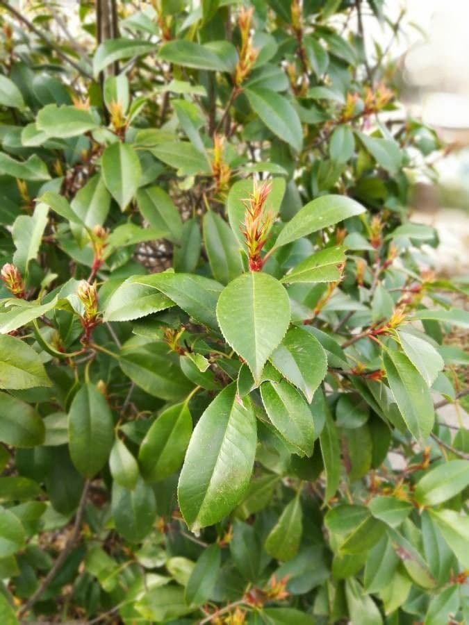 Photinia 9