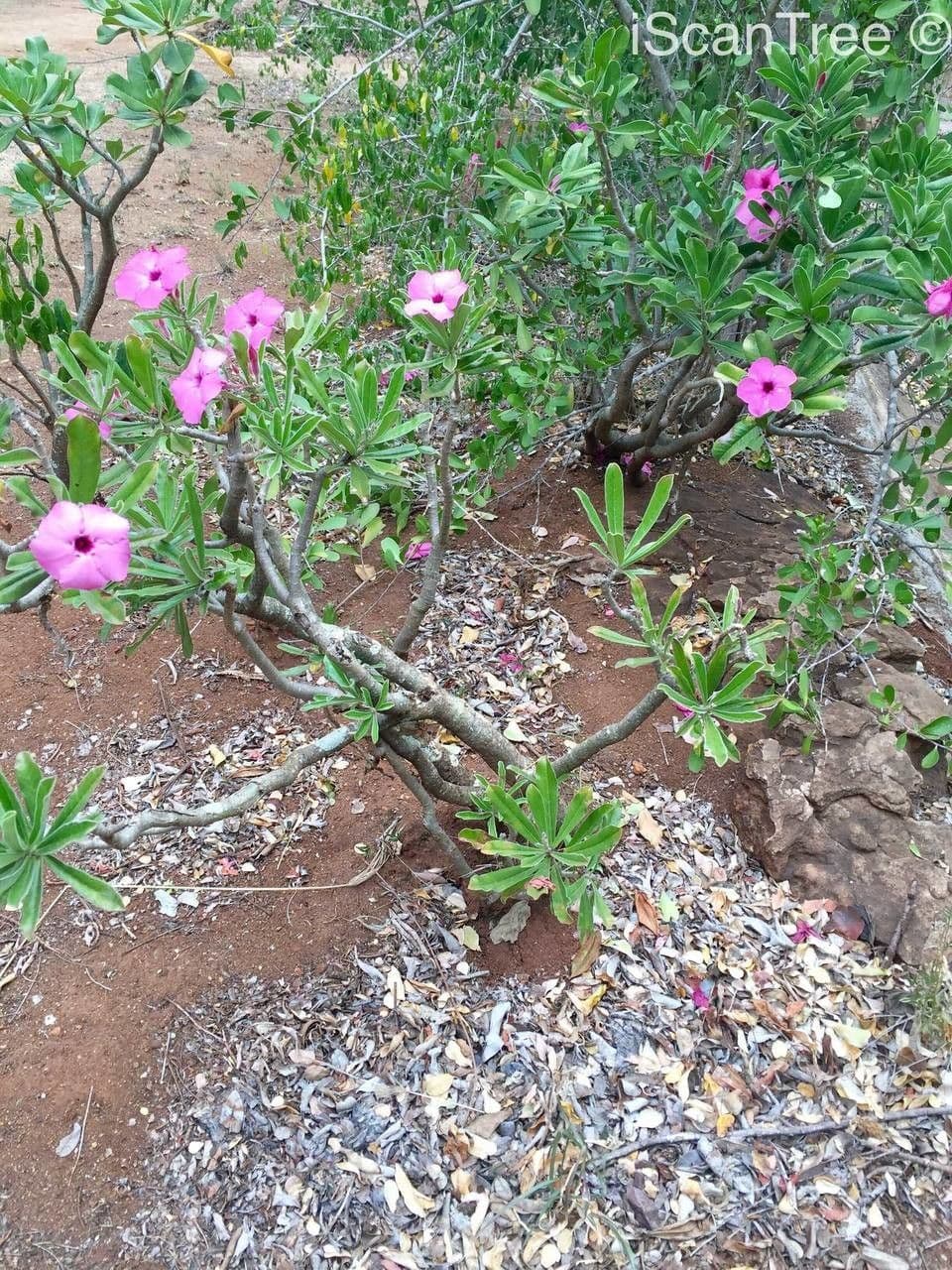 Pachypodium 10