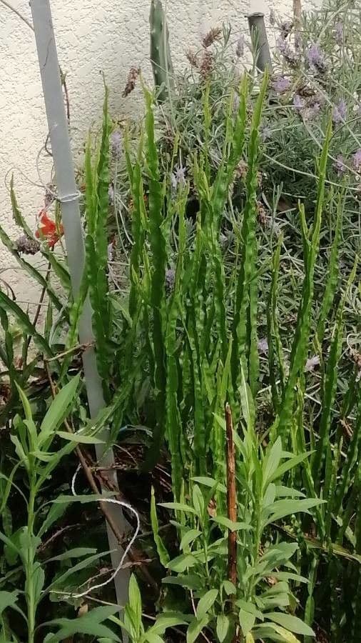 Baccharis trimera 15