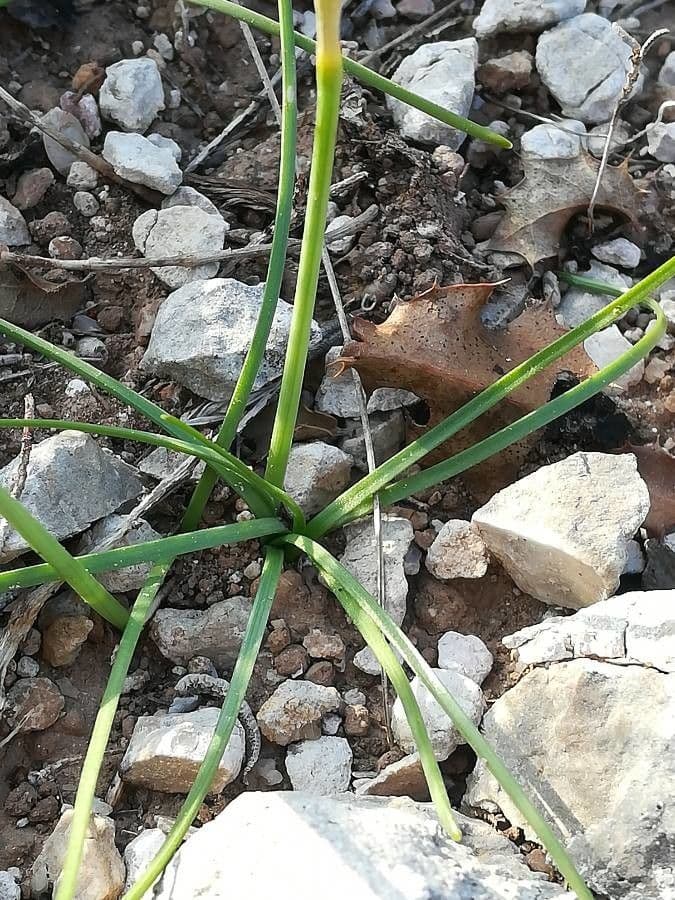 Narciso 15
