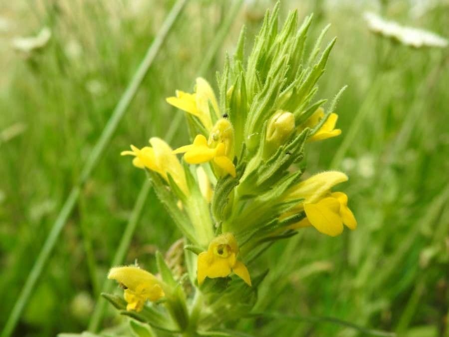 Speronella viscosa 9