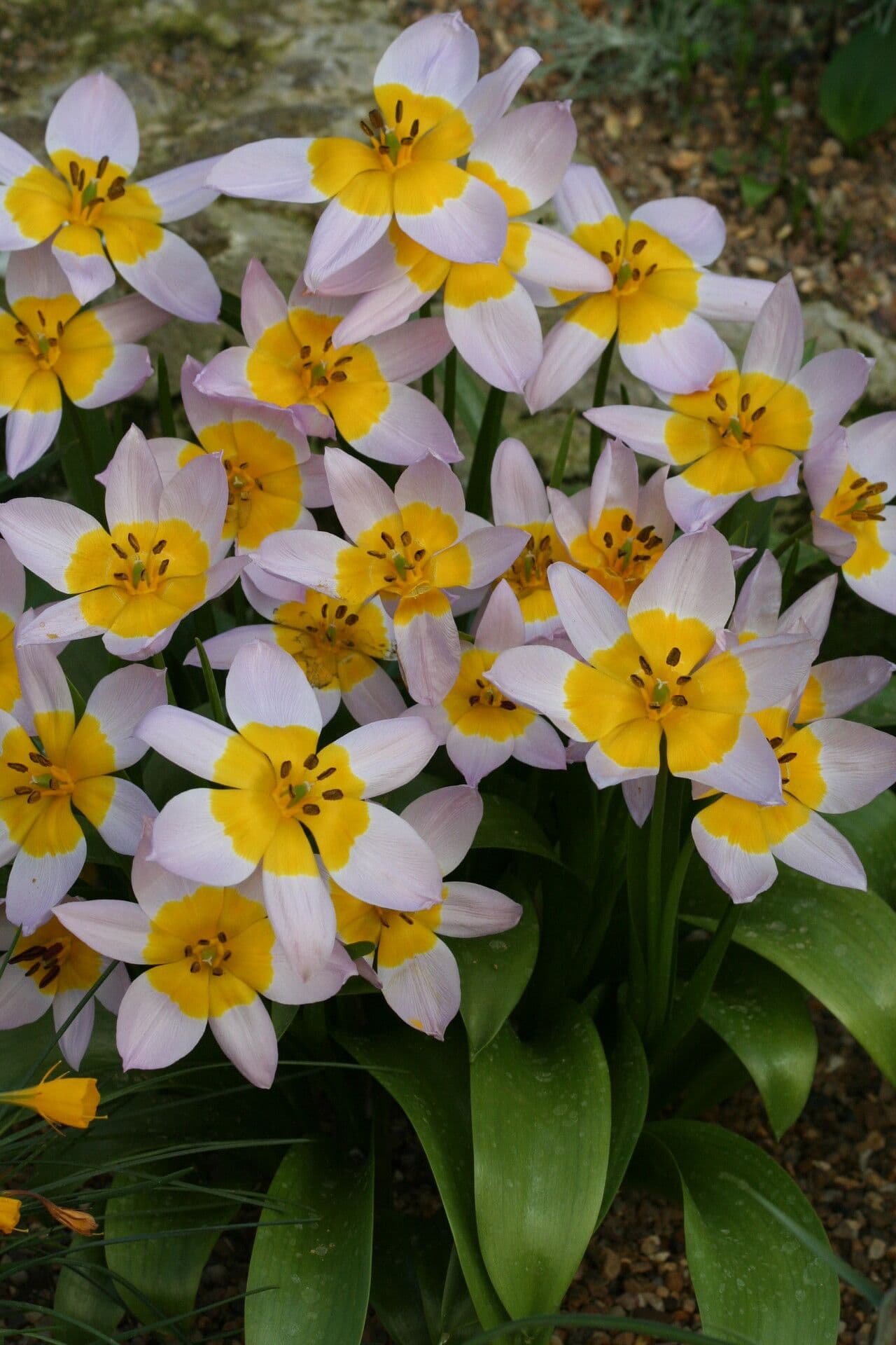 Tulipano