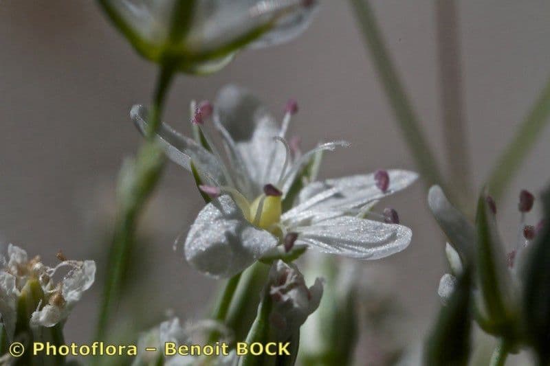 Minuartia setacea