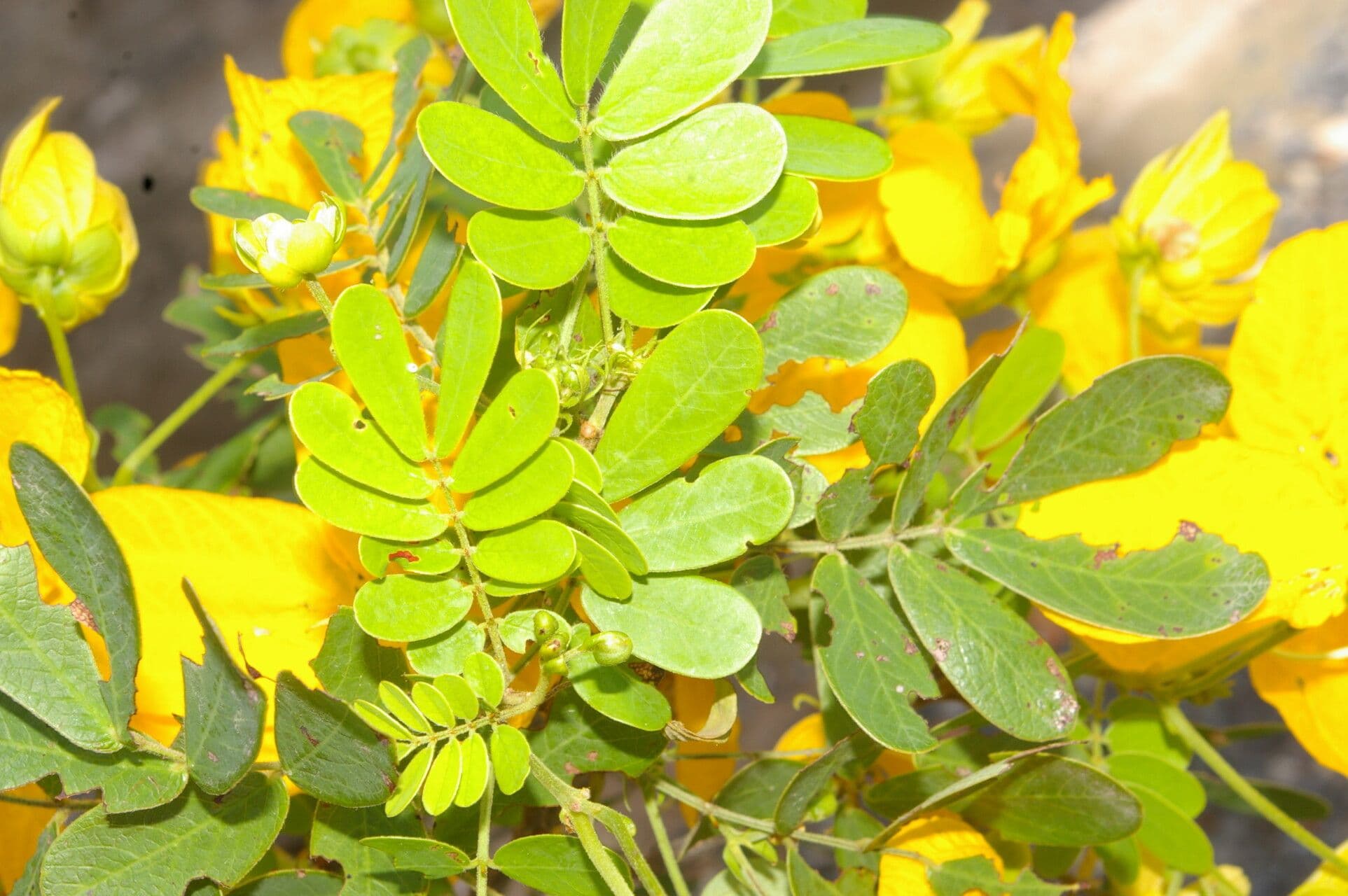 Senna 12