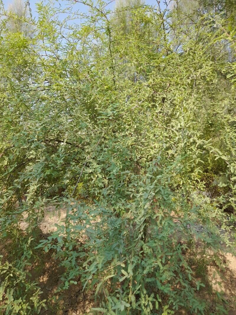 Prosopis 2