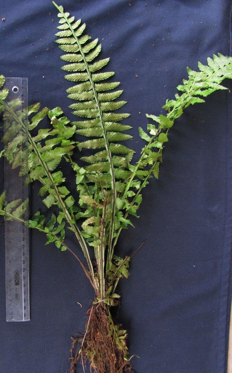 Asplenium 8