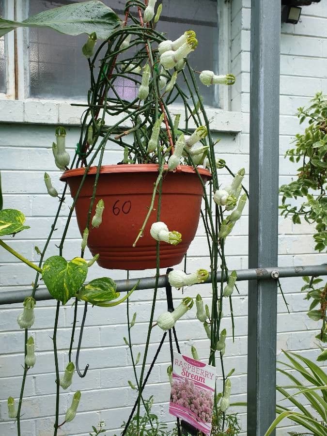 Ceropegia