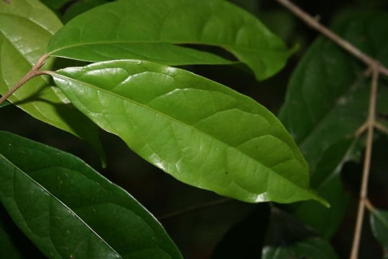 Siparuna cuspidata 5