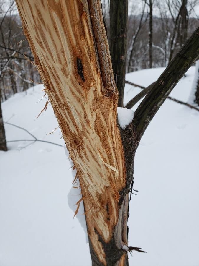Striped maple 25