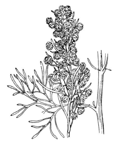 Weiße Artemisia 36