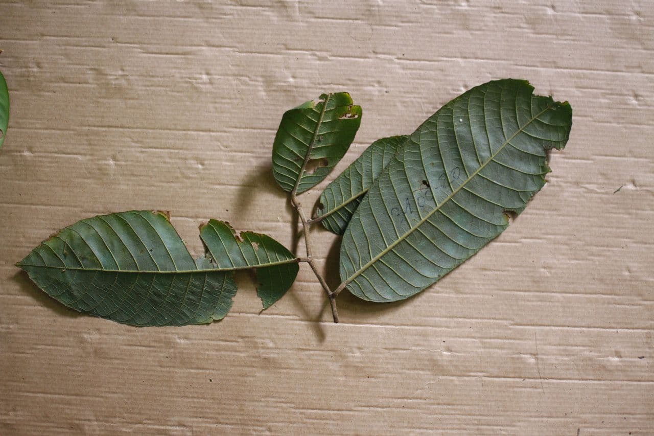 Helicostylis 5