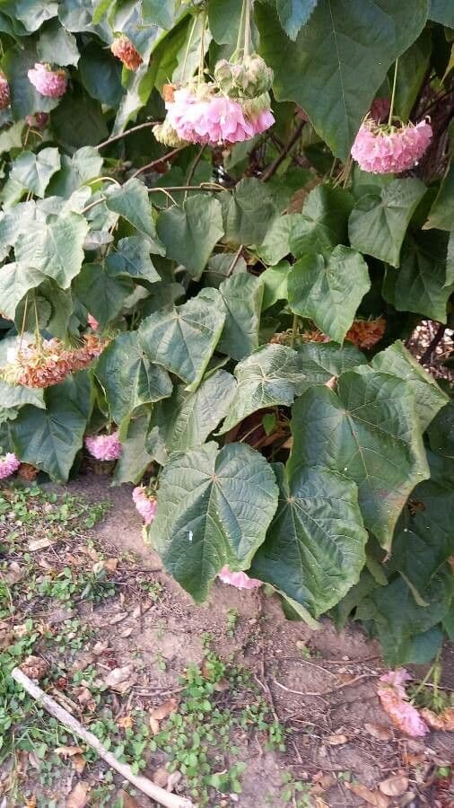 Dombeya 20
