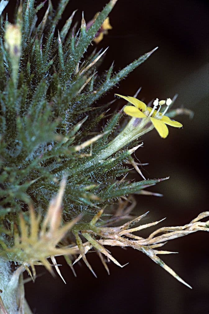 Navarretia 3
