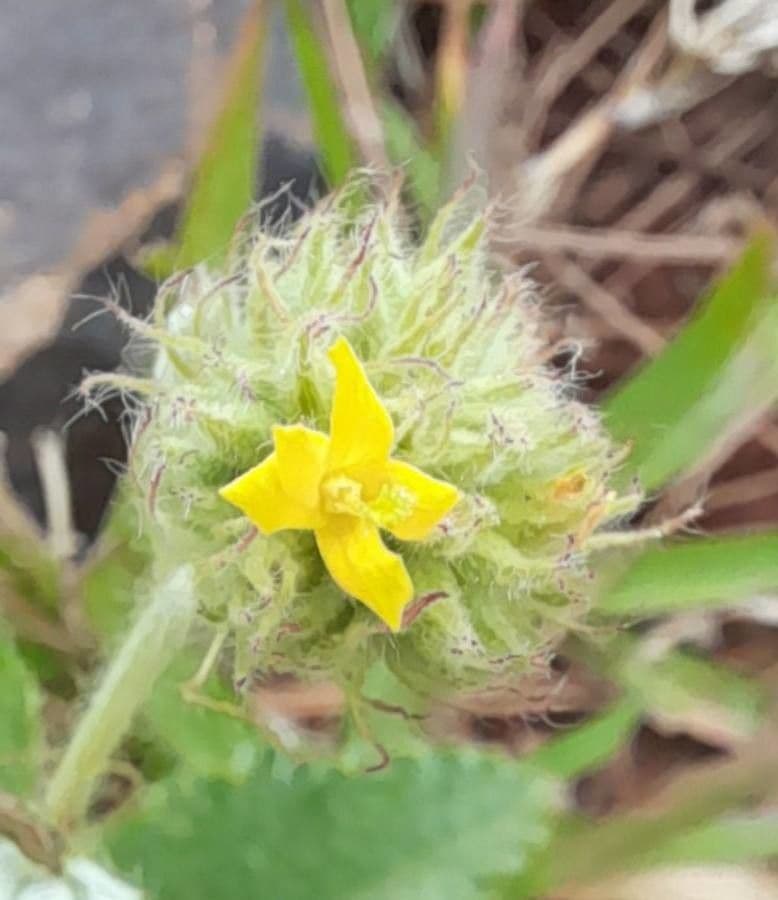 Waltheria communis 2