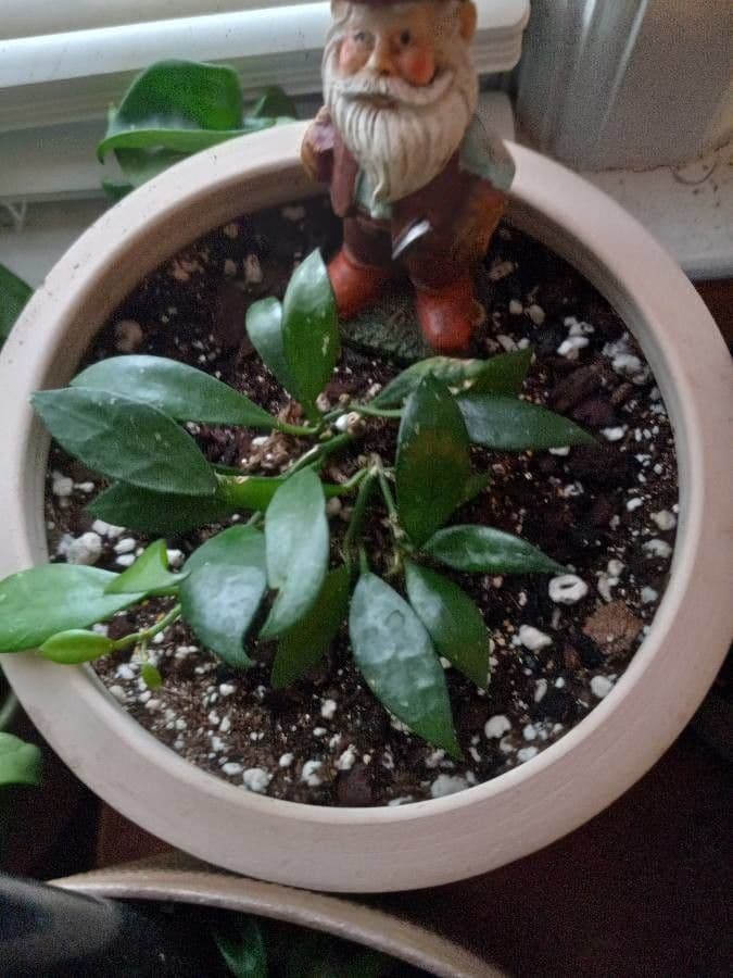 Hoya 14