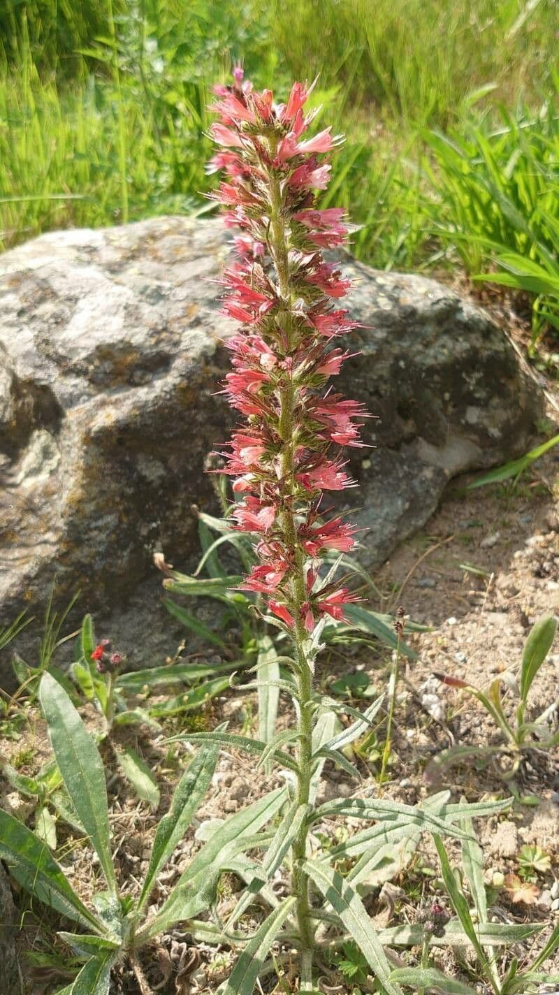 Pontechium maculato 9