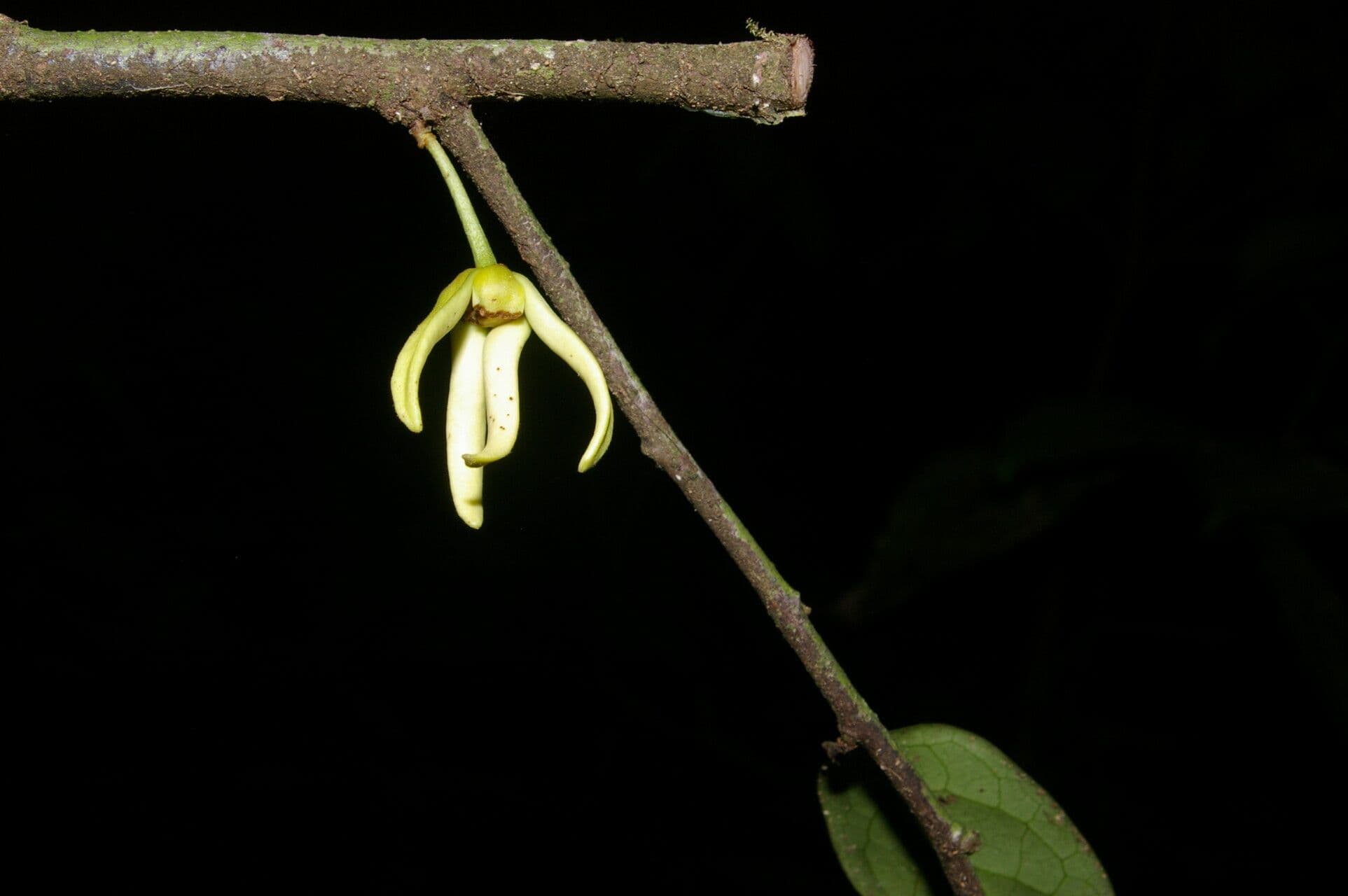 Desmopsis 5
