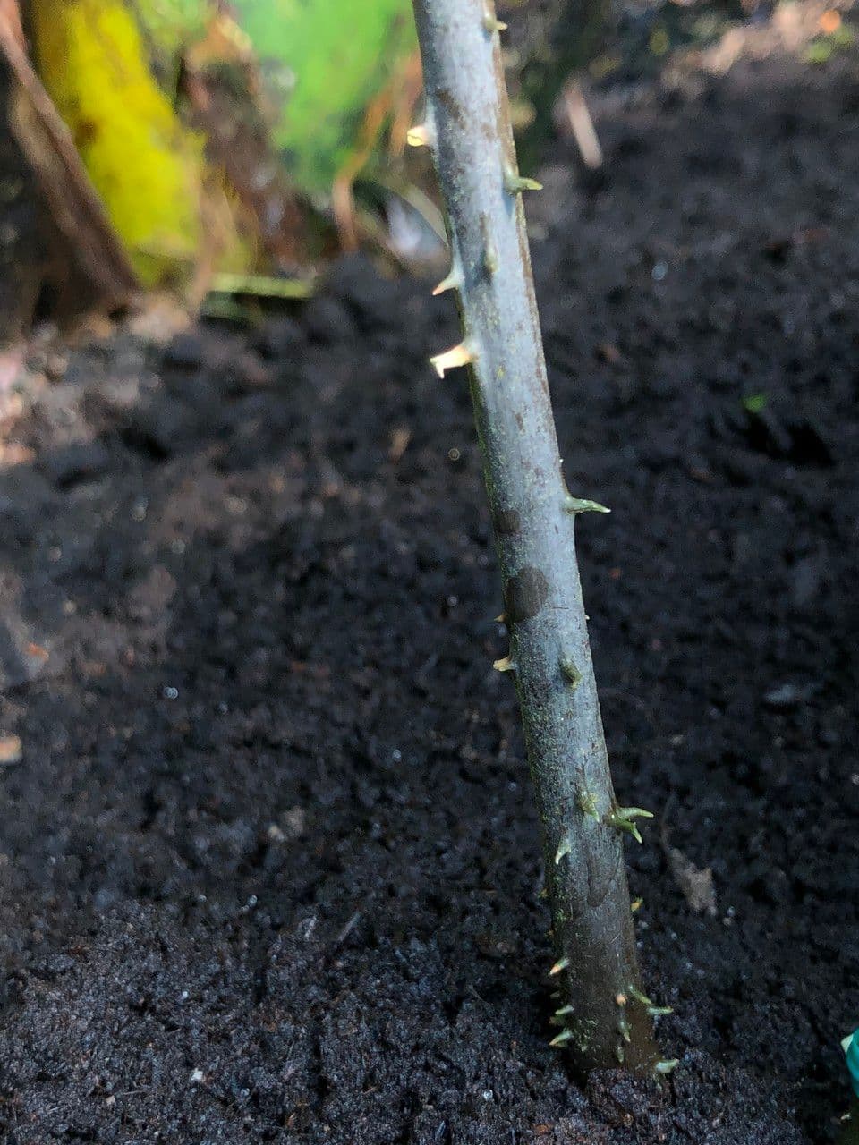 Zamia 4