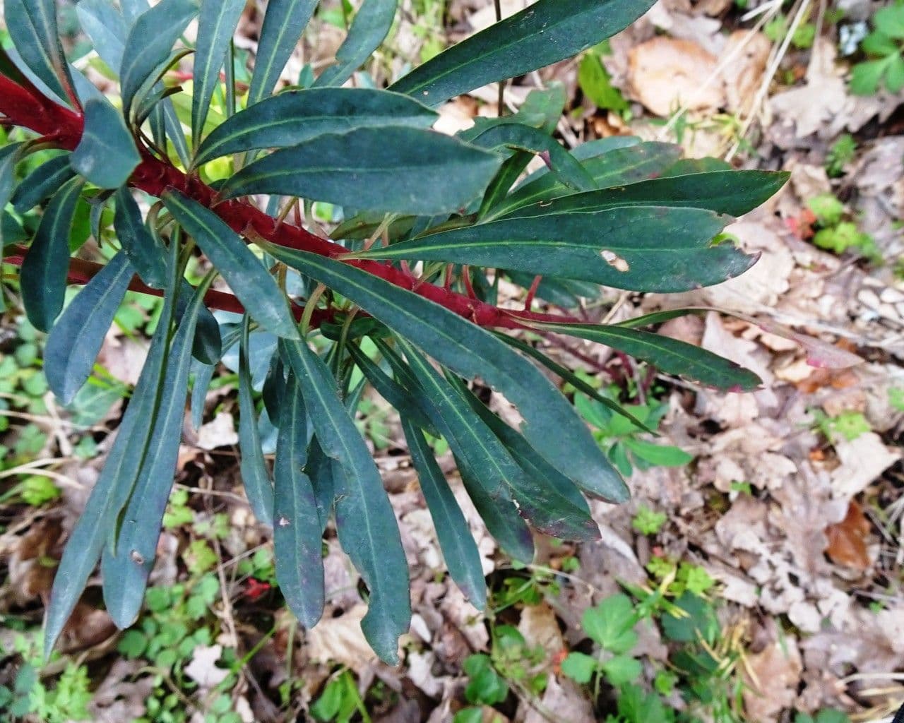 Euphorbe des bois 20