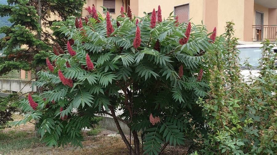 Essigbaum 12