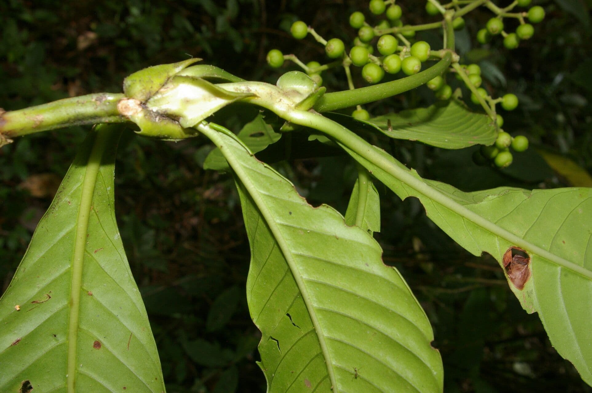 Große Psychotria 3