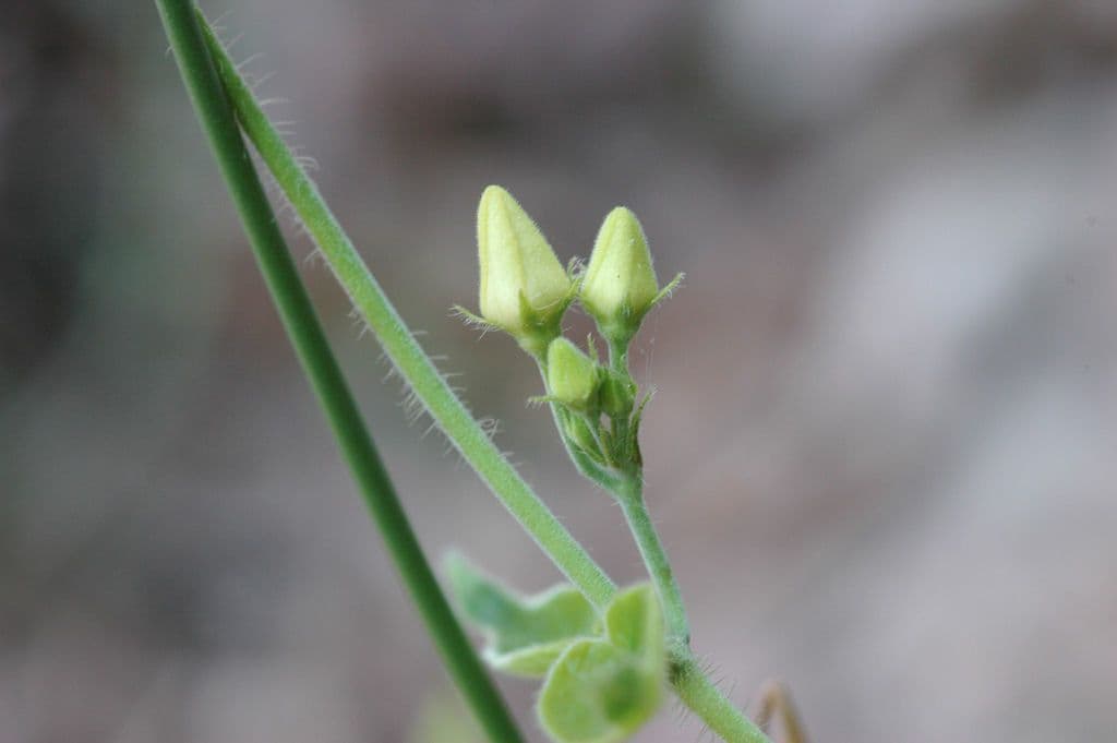 Matelea 5