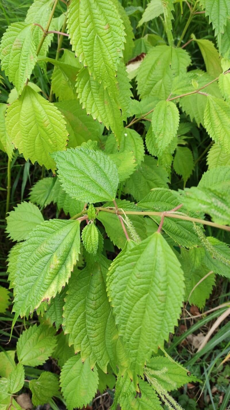 Boehmeria sieboldiana 6