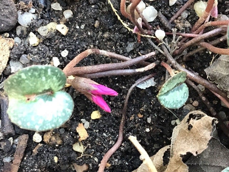Cyclamen alpský