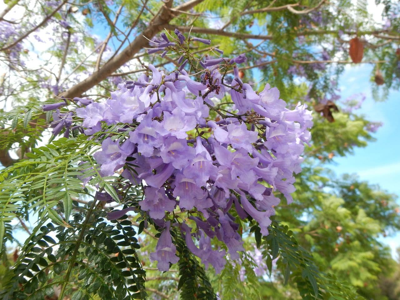 Jacaranda 26