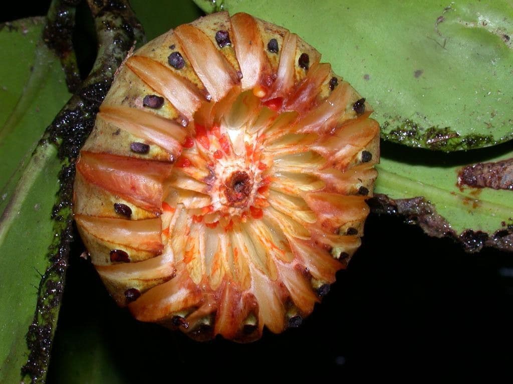 Clusia gialla 14