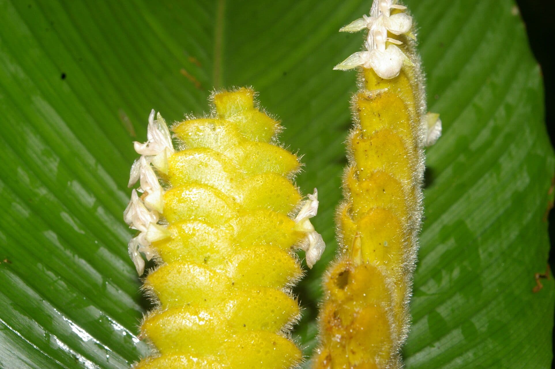 Kalatea 2