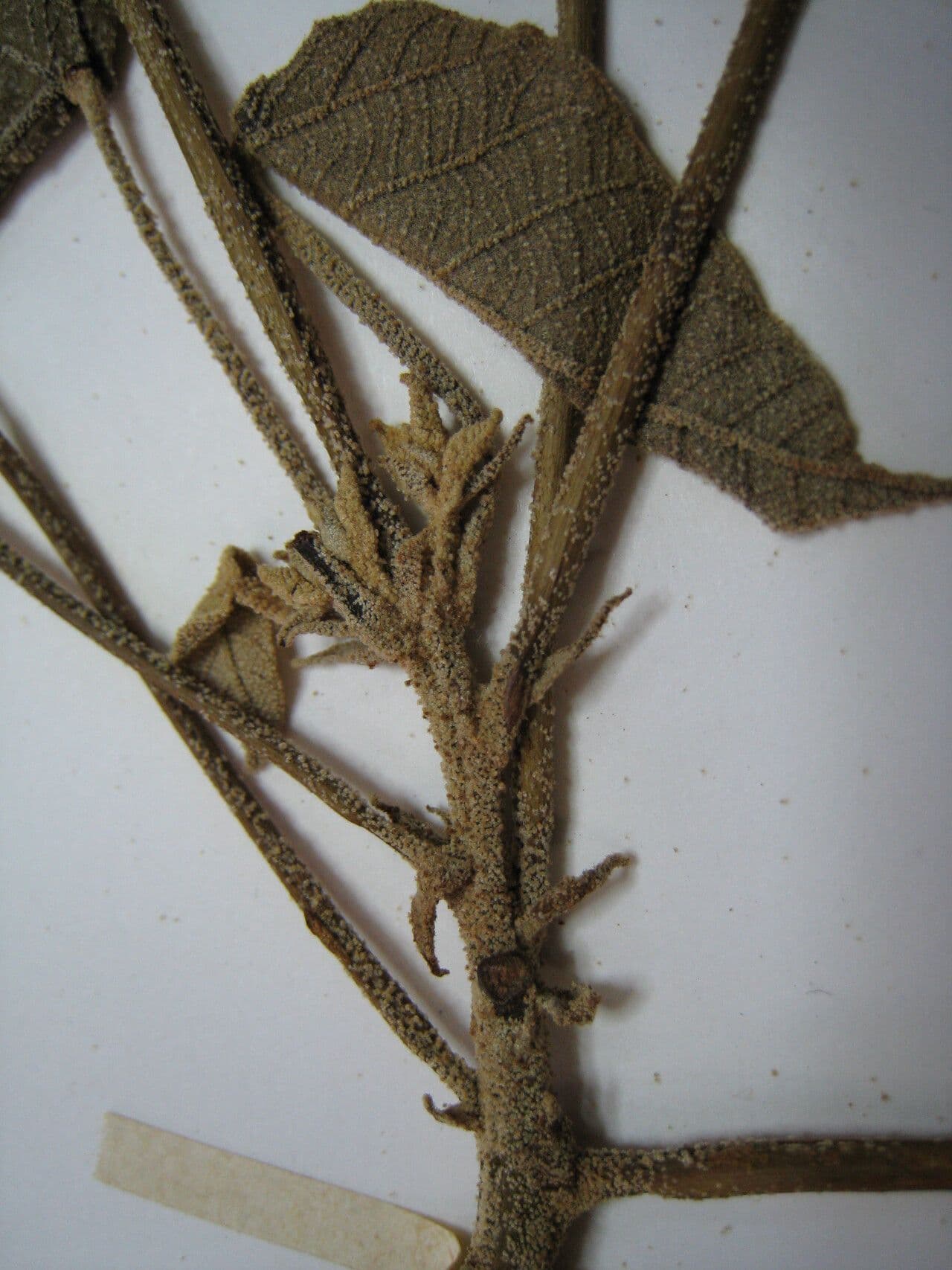 Drachenbaum 4