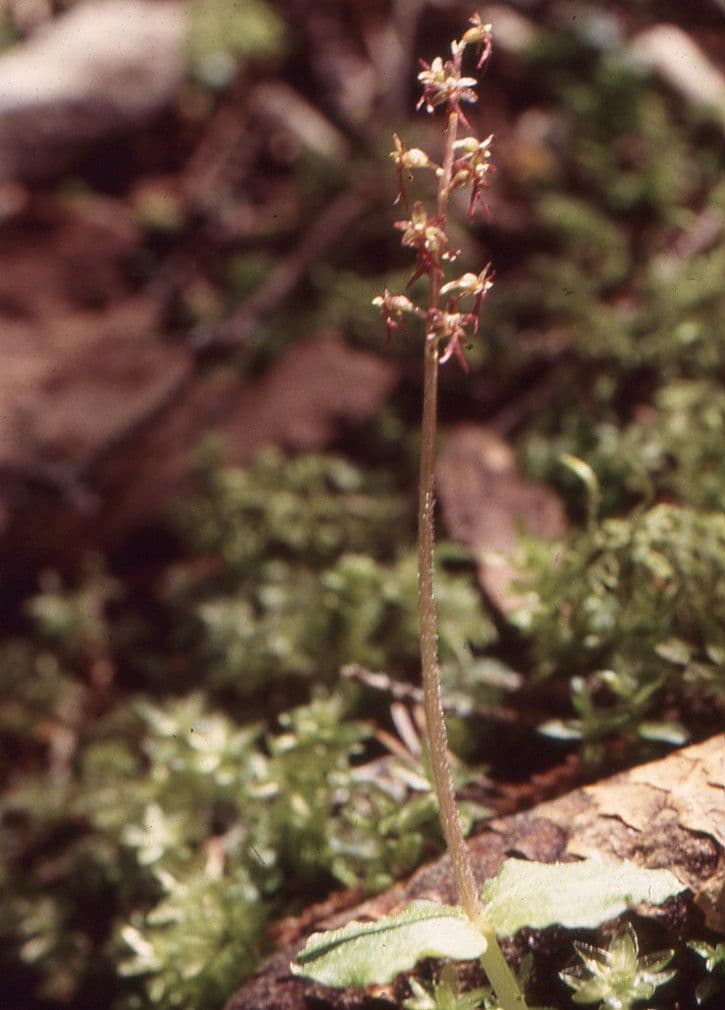 Lesser twayblade 14