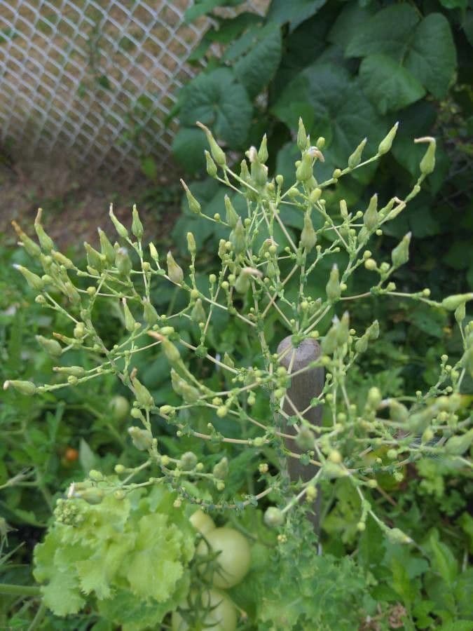 Lactuca 4