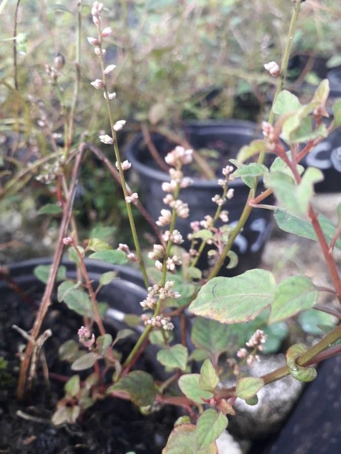 Celosia 4