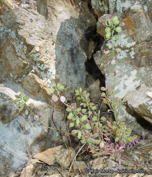 Thysanocarpus laciniato 12